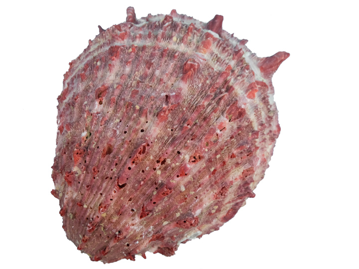 صدف خاردار-spiny oyster