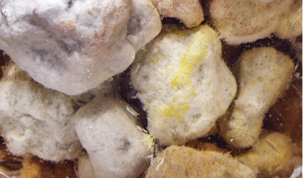 اینکلوژنهای شگفت انگیز در کوارتز